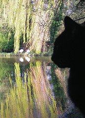 [cat+9.jpg]