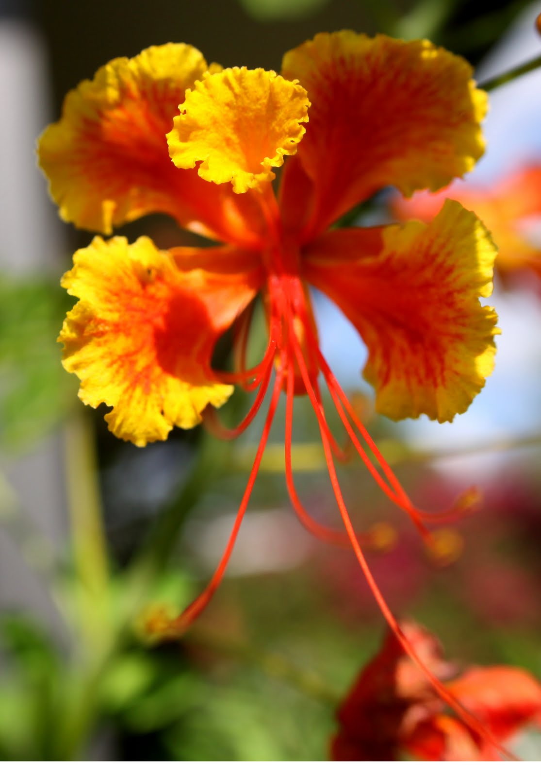 42110dwarfpoinciana2.jpg (1115×1600) Delonix regia Delonix
