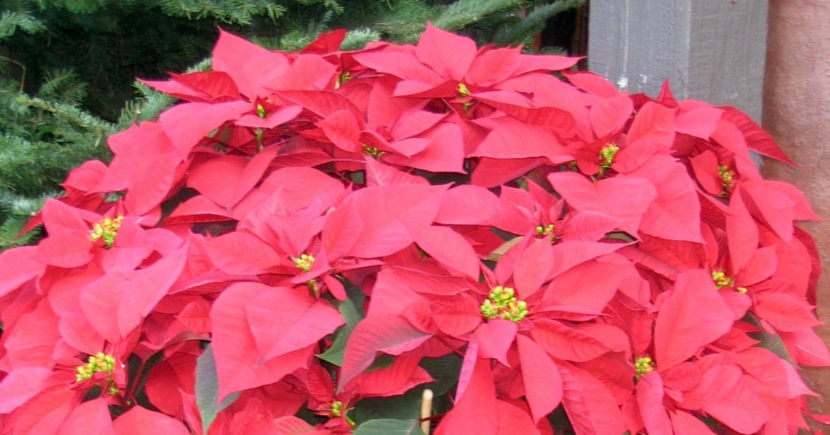 My little cottage in the making THE MANY COLORS OF POINSETTIA PLANTS