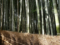 竹林