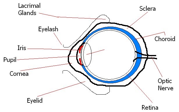 Deylah's Muffiny Anatomy Blog: Basic Eye Anatomy Worksheet