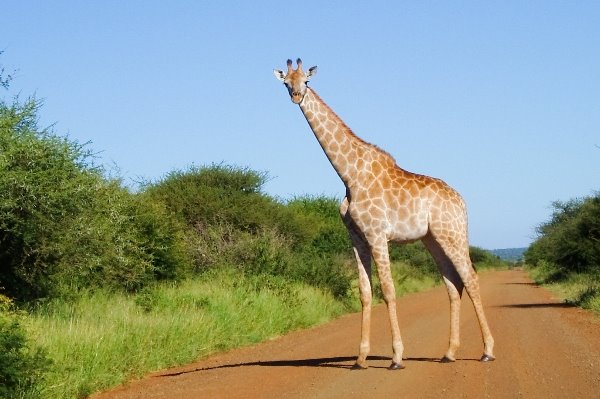 [giraffe600.jpg]