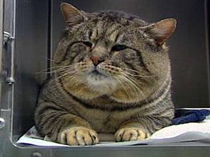 Hercules The Cat