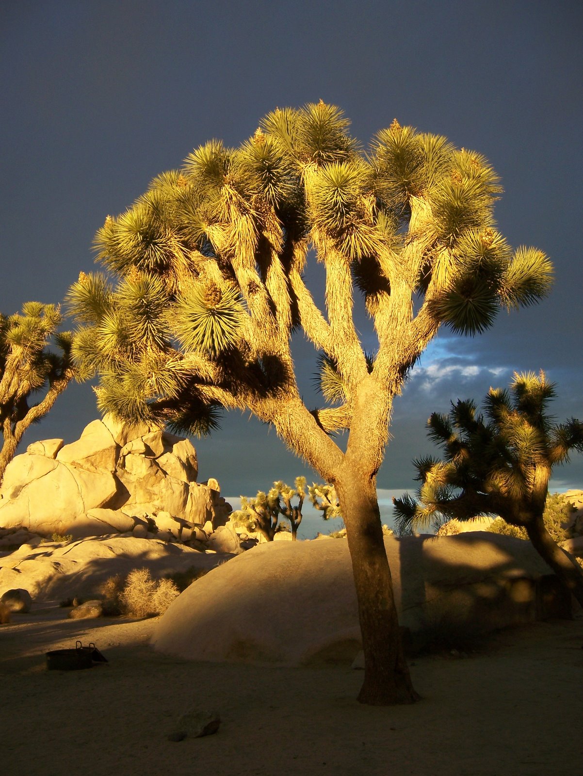 [JoshuaTree.jpg]