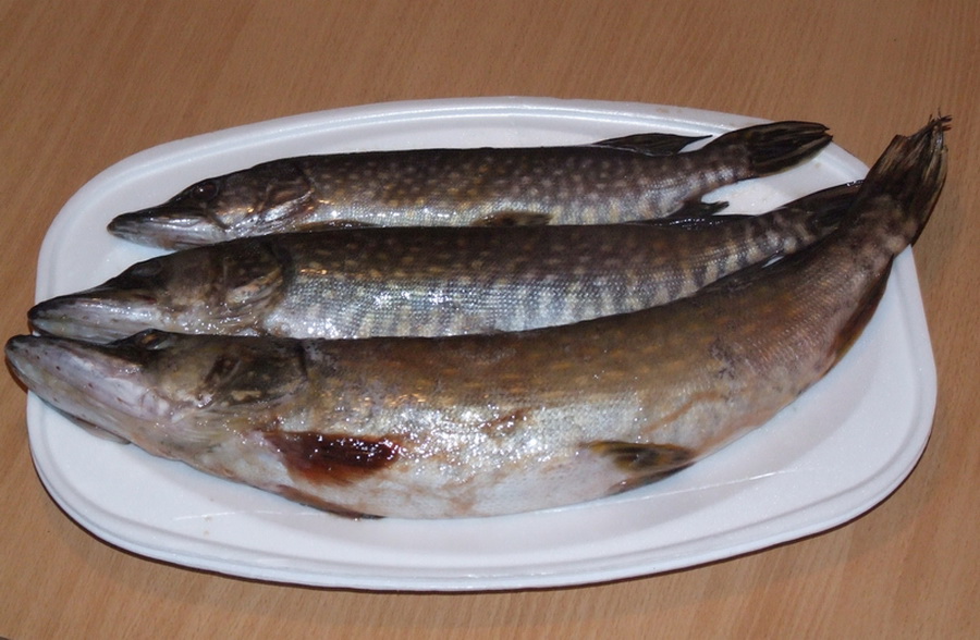 [DSCF5257.jpg]