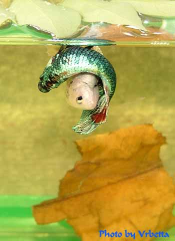 beta fish care beta fish care