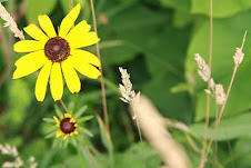 Black Eyed Susan