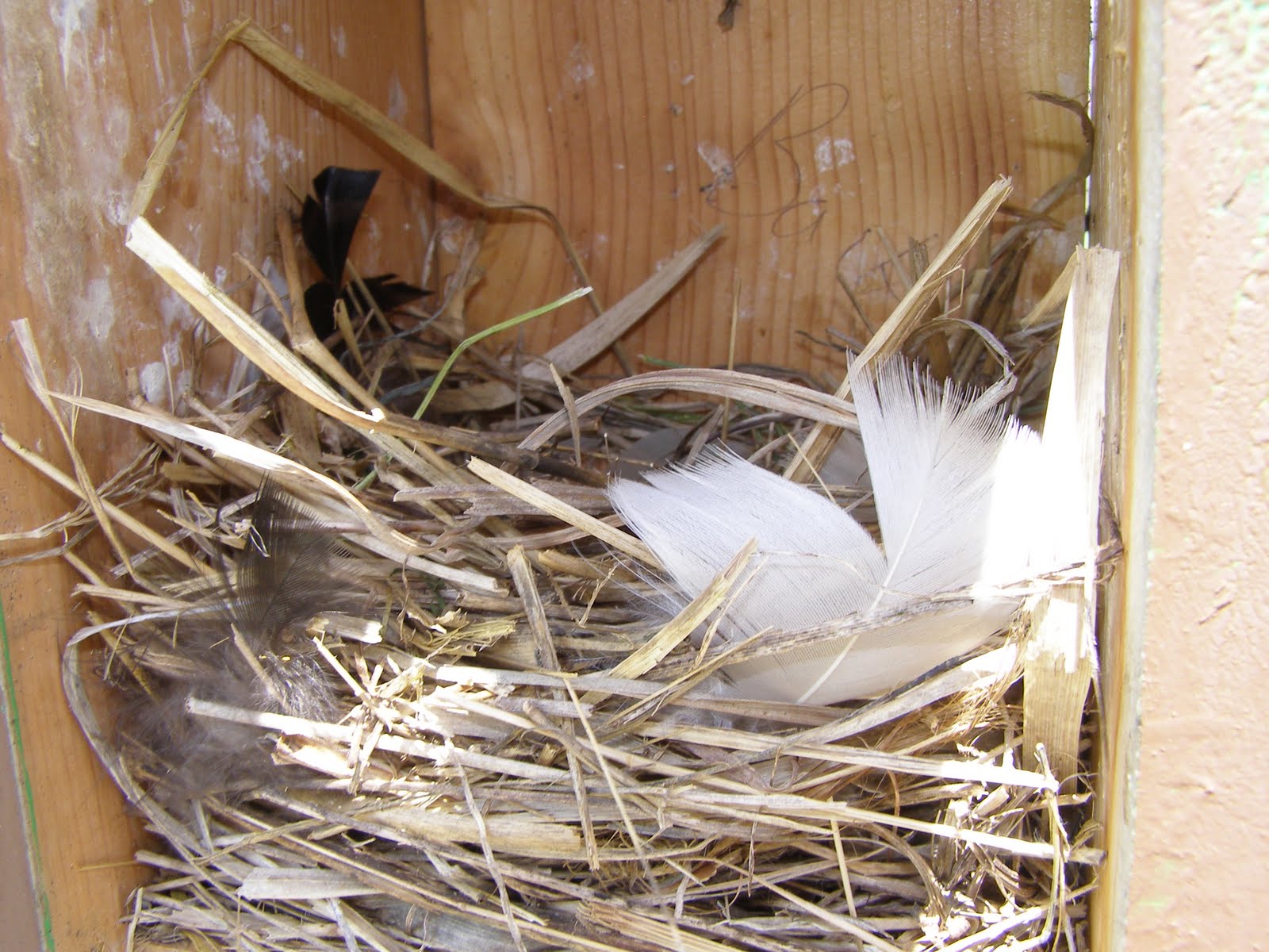 Blue Jay Barrens: Bird Nests