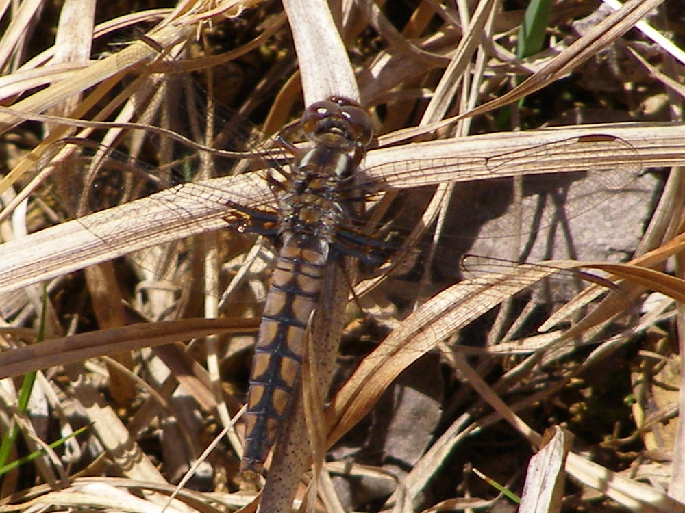 Dragonflies+mating+habits
