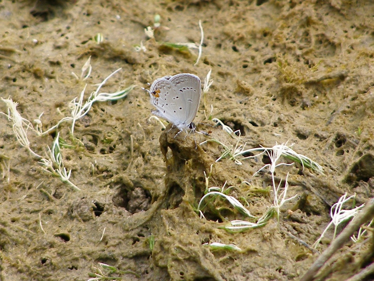 Blue Tough Skink