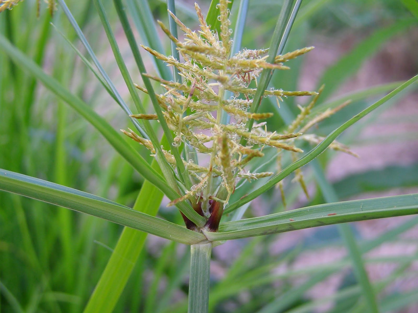 Blue Jay Barrens Yellow Nutsedge