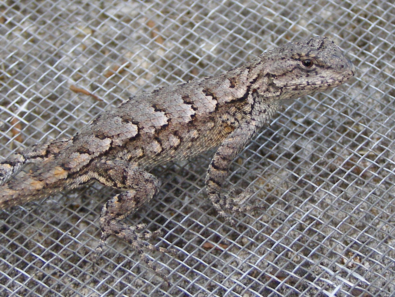 Blue Jay Barrens Northern Fence Lizards