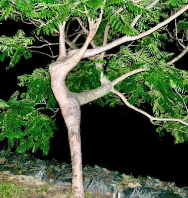 amazing_nature_lady_tree.jpg