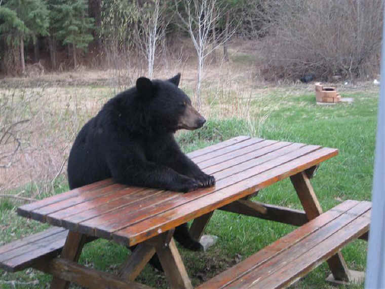 Imagini pentru drumeÅ£ie estivalÄƒ cu urÅŸi