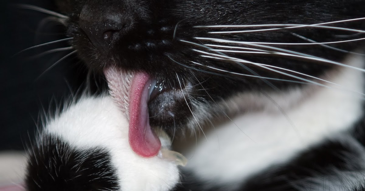 Meredith Wilcke Photography Ever seen a closeup of a cat's tongue? WOW!