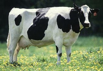 Sapi Perah