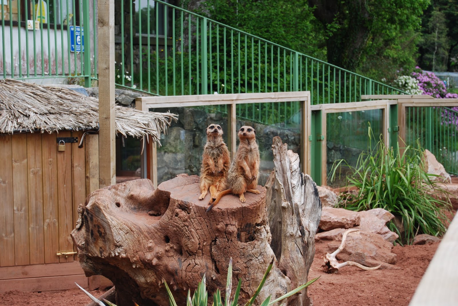 PZ C dartmoor zoological park
