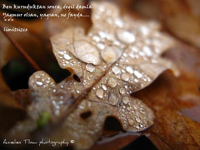 2987130886 5e1098f804 o