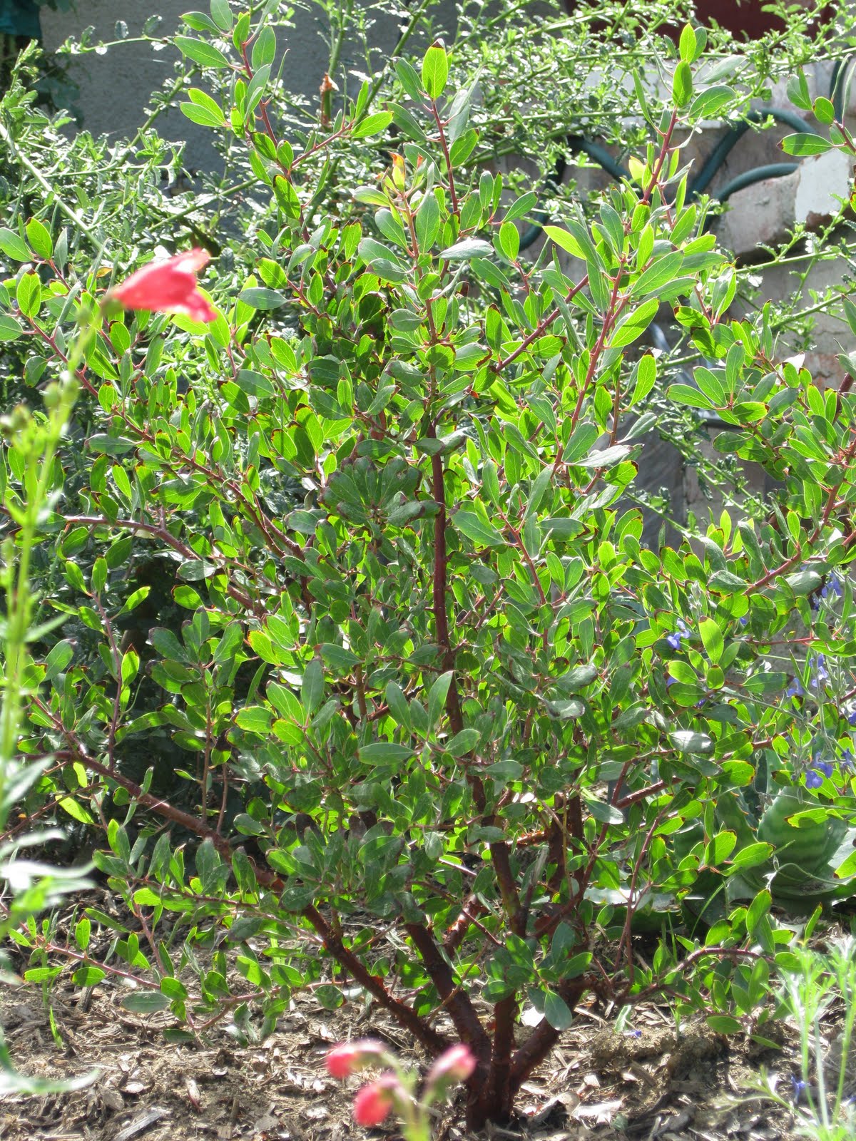 earth friendly landscapes ACCENT PLANTS UP TO 5' HIGH IN CALIFORNIA
