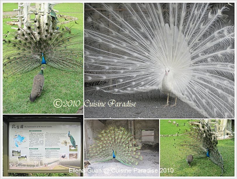 peacock garden taiwan