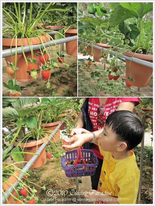 Future Plants By Randy Stewart Cephalotaxus Plum Yew