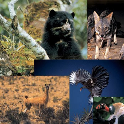 Animales En Peligro De Extincion En Peru 2012