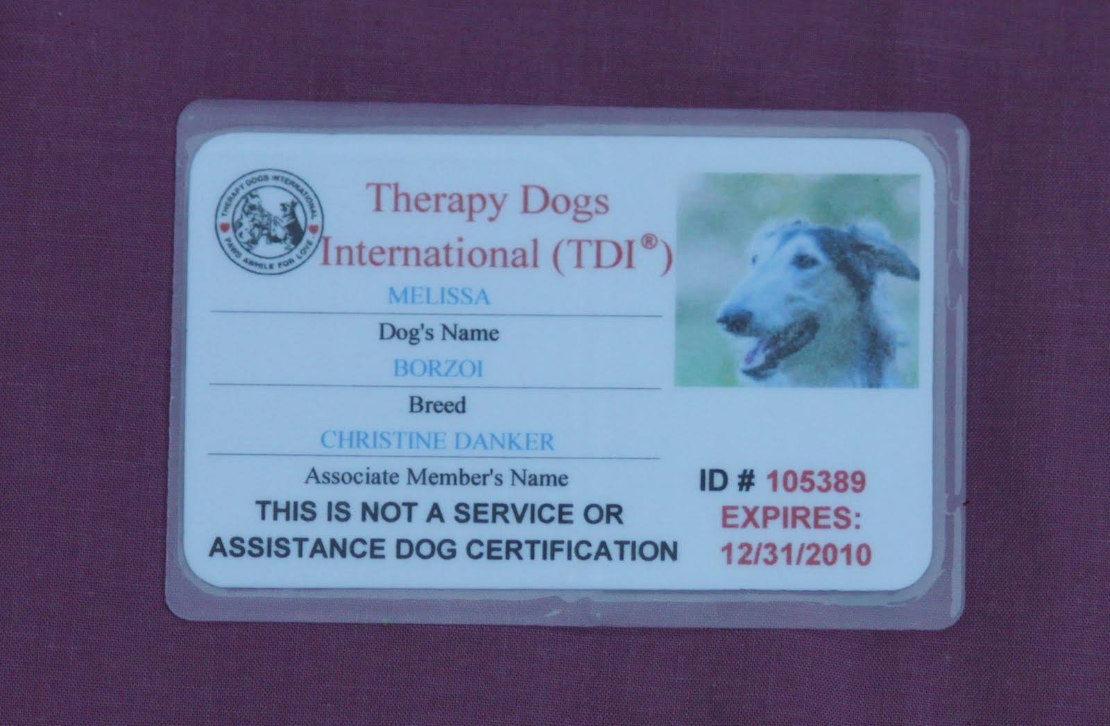 Hemlock Hollow Dog Training with Chris Danker CPDTKA KPACTP First