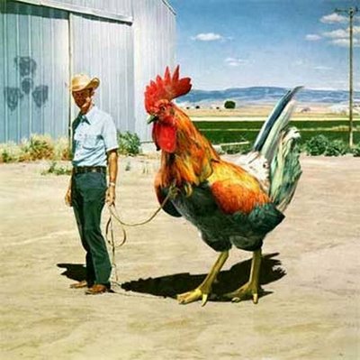[giant+chicken+cock.jpg]