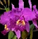 La orquídea venezolana