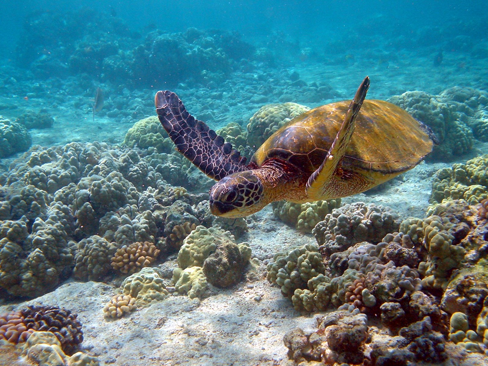[Hawaii_turtle_2.JPG]