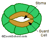 Guard Cells Function