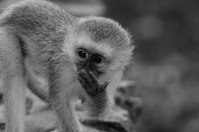Kruger Park, Africa do Sul, Janeiro de 2009