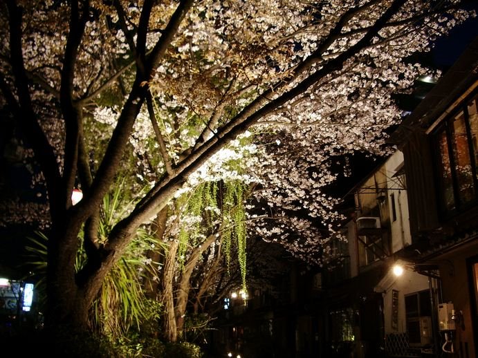 [08-sakura+at+night.jpg]