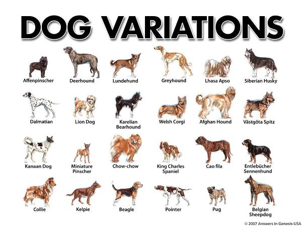 [dog-variations.jpg]