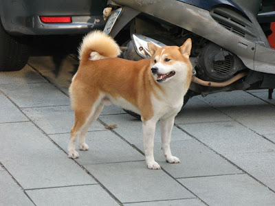 台南の犬