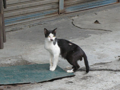 台南の猫