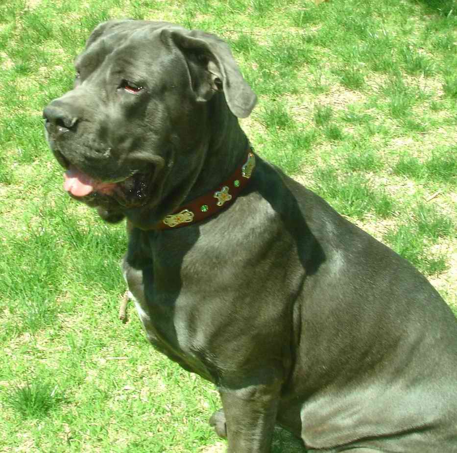 Neapolitan Mastiff mix, the lady knows her mind, French floral Dog Collar.