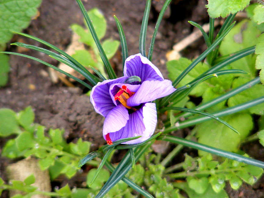 Days on the Claise Saffron Flowers at Last!