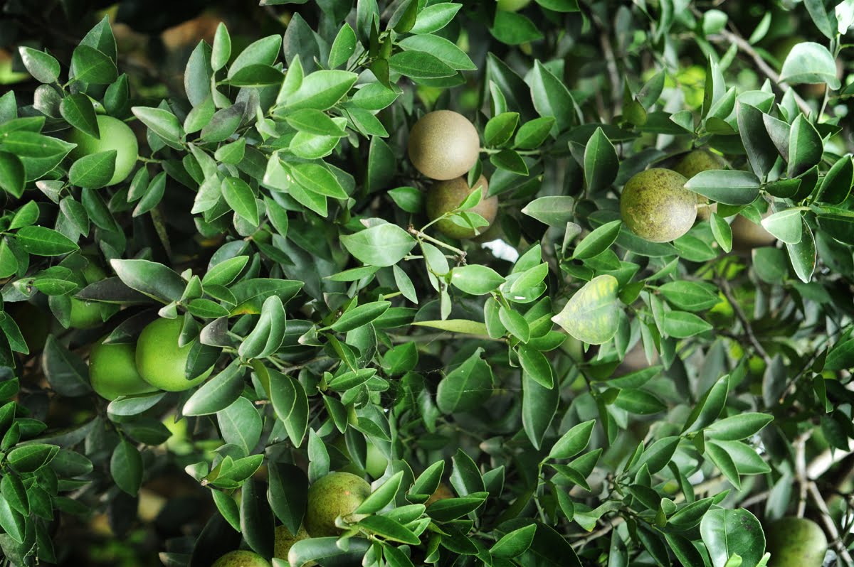 Adventures in Ghana Important Plants of Ghana