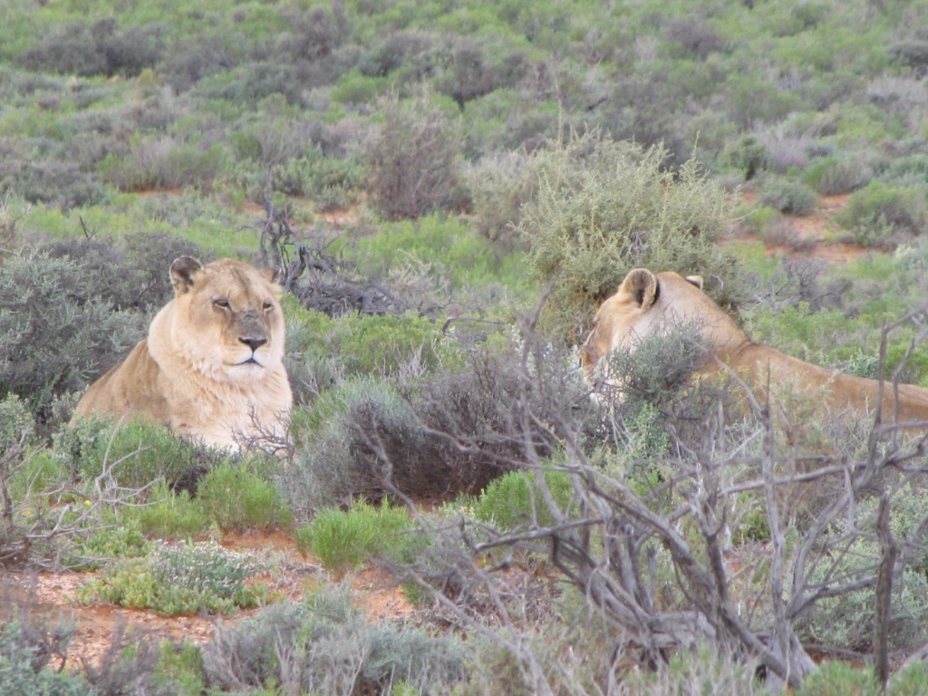 [Nala+and+Sirabi+female+lions.jpg]