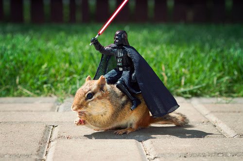 Darth Vader Squirrels