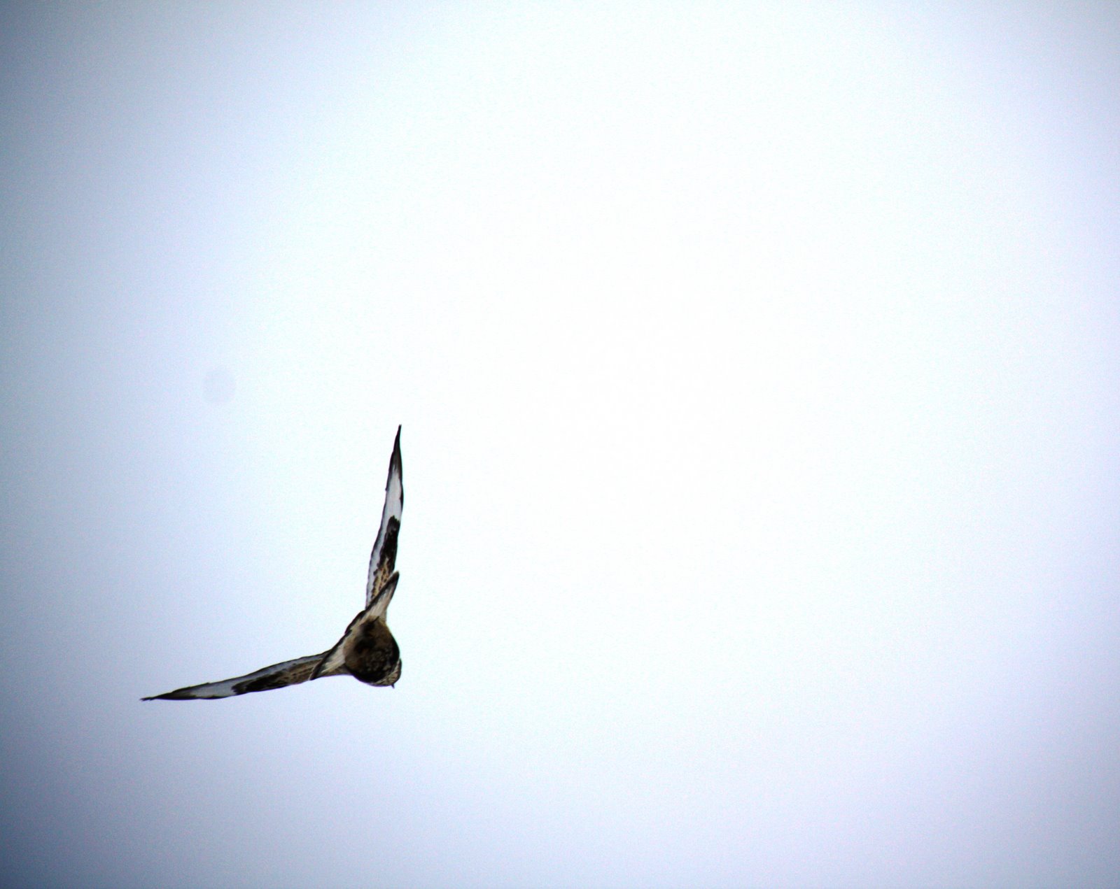 [Hawk+Soaring+2.JPG]