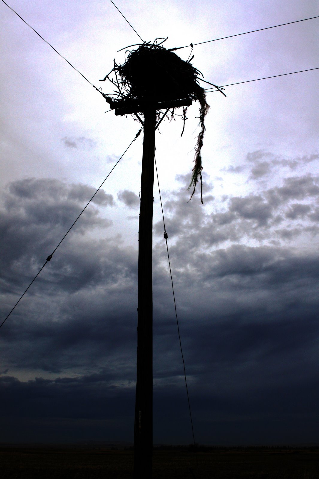 [Nest+and+Lines.JPG]