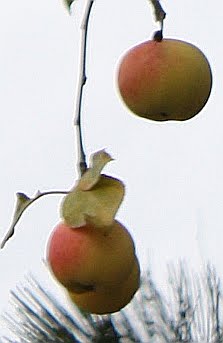 [Three+apples+small.JPG]