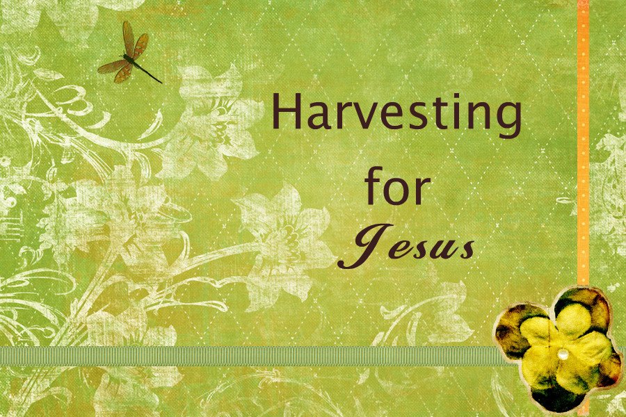 Harvesting for Jesus