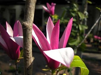 Magnolio en flor