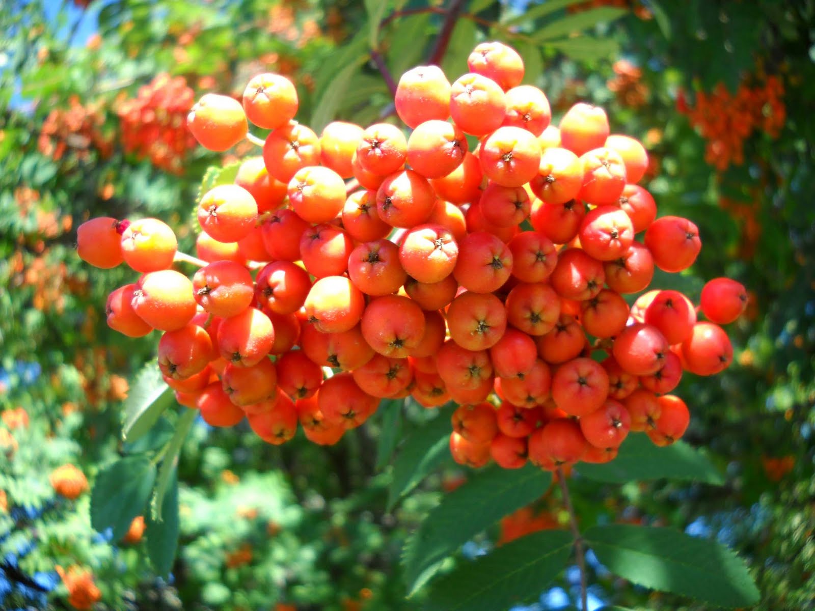 My Nature Photography Rowan Berries