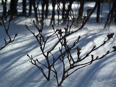 snow and plants outside of Brooklyn Botanic