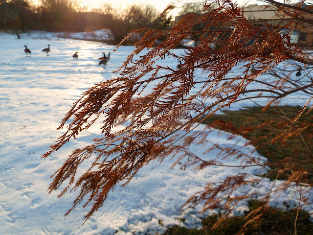 rust colored decidious needles of the baldcypress with snow and ducks in the background