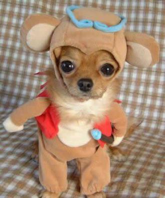 [dog-costume.jpg]